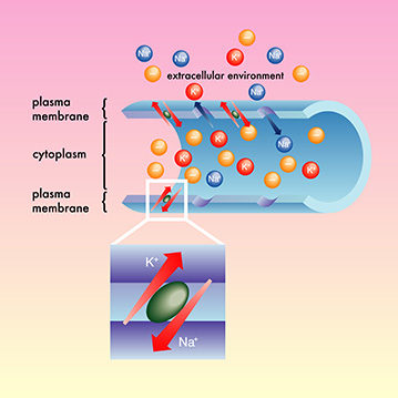 Sodium Potassium Pump Sodium Potassium Pump